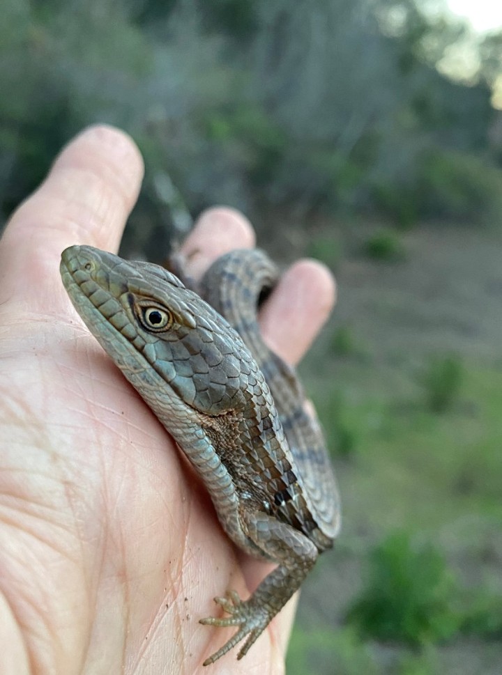 Southern Alligator Lizard